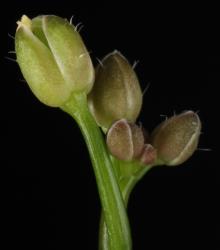 Cardamine sinuatifolia. Apetalous flower.
 Image: P.B. Heenan © Landcare Research 2019 CC BY 3.0 NZ